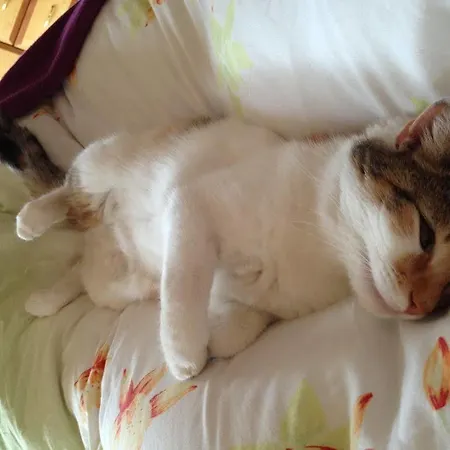 Schartner מלון אלטנמרקט אים פונגאו